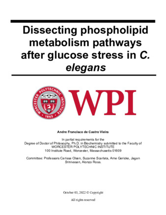 Dissecting phospholipid metabolism pathways after glucose stress in C. elegans Miniatura