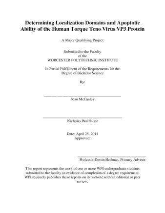 Determining Localization Domains and Apoptotic Ability of the Human Torque Teno Virus VP3 Protein thumbnail