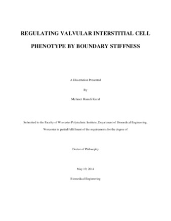 Regulating Valvular Interstitial Cell Phenotype by Boundary Stiffness thumbnail